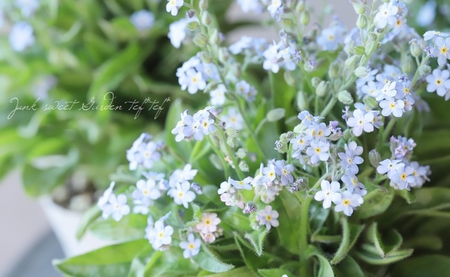 勿忘草になります。 51y7TzWi8oL._AC_UF350,