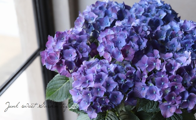 秋色紫陽花品種 『ディープパープル』 | すべての商品 | | Junk sweet