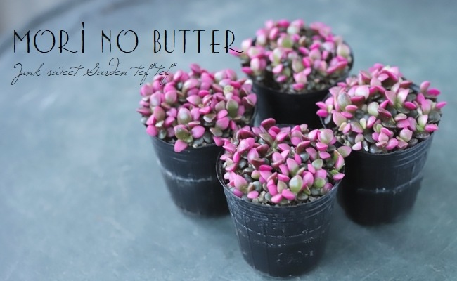 多肉植物　桜吹雪　アナカンプロセス　抜き苗 多肉植物 桜吹雪 アナカンプロセス 抜き苗