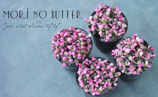 ��¿����ʪ�ۡ��غ�����١����ʥ���ץ�����°