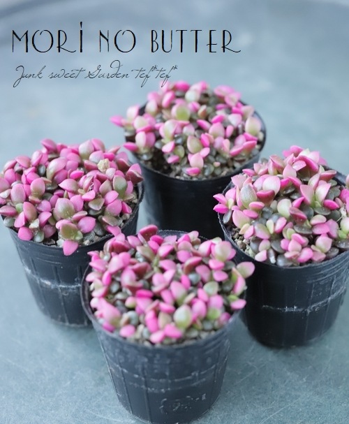 ��¿����ʪ�ۡ��غ�����١����ʥ���ץ�����°