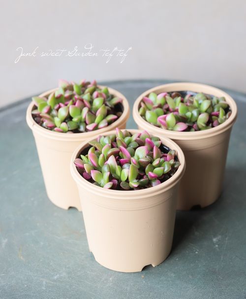 ��¿����ʪ�ۡ��غ�����١����ʥ���ץ�����°