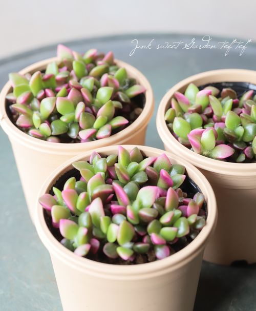 ��¿����ʪ�ۡ��غ�����١����ʥ���ץ�����°