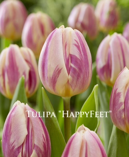 �ڵ庬�� ���塼��åס��إϥåԡ��ե����ȡ�