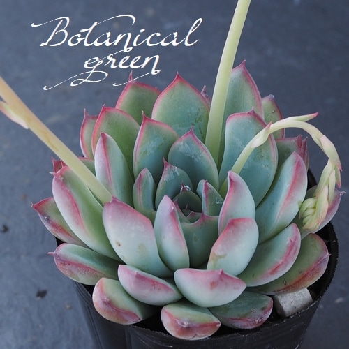 多肉植物】 『プレリンゼ』 エケベリア属 | すべての商品 | | Junk