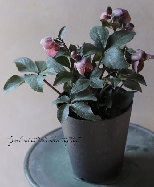 ���ꥹ�ޥ������� Ice N��roses��ɹ���� �إʥ����󥲡���١�