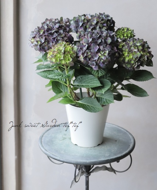 紫陽花 マジカルシリーズ 『チョコレート』 ブルー | すべての商品