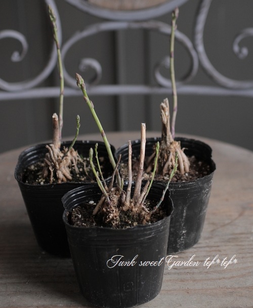 ������ġۡ��祢���ѥ饬�����إ������ȥѡ��ץ��