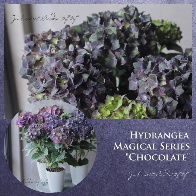 紫陽花 マジカルシリーズ 『チョコレート』 ブルー | すべての商品