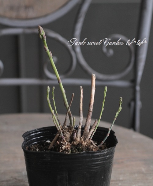 ������ġۡ��祢���ѥ饬�����إ������ȥѡ��ץ��