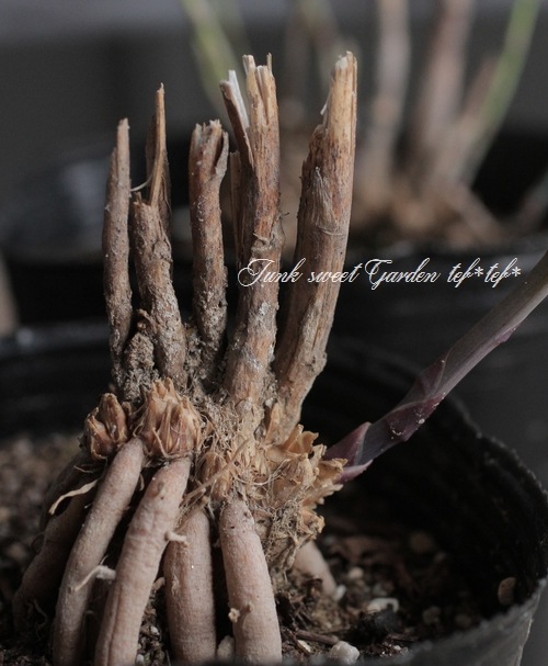 ������ġۡ��祢���ѥ饬�����إ������ȥѡ��ץ��