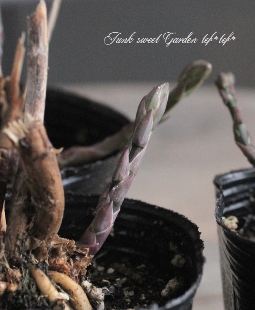 ������ġۡ��祢���ѥ饬�����إ������ȥѡ��ץ��