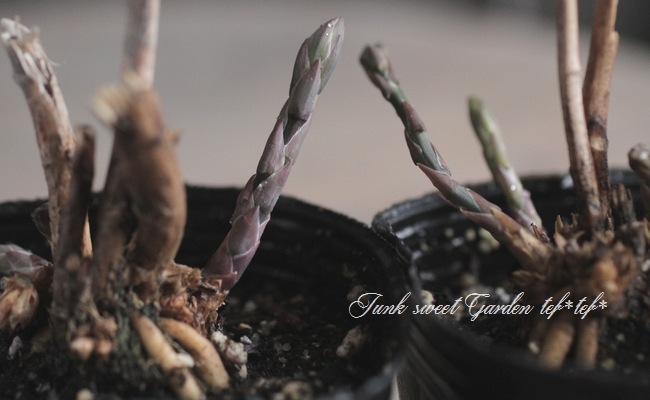 ������ġۡ��祢���ѥ饬�����إ������ȥѡ��ץ��