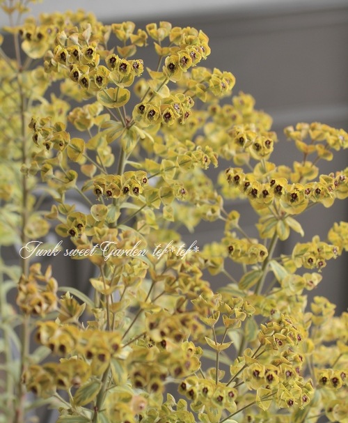 ユーフォルビア ゴールデンレインボー すべての商品 Junk Sweet Garden Tef Tef