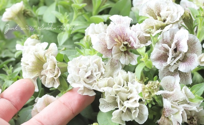 �ڵ����ݥ��ꥸ�ʥ�� ���إڥ���˥� �إ���ȡ���