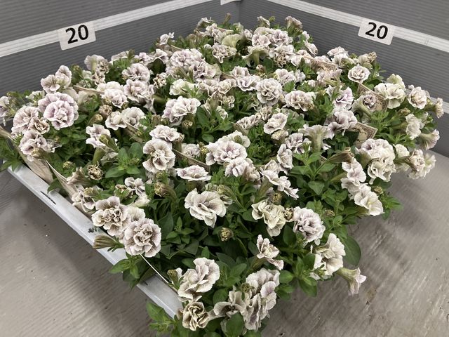 �ڵ����ݥ��ꥸ�ʥ�� ���إڥ���˥� �إ���ȡ���