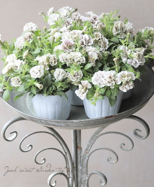 �ڵ����ݥ��ꥸ�ʥ�� ���إڥ���˥� �إ���ȡ���