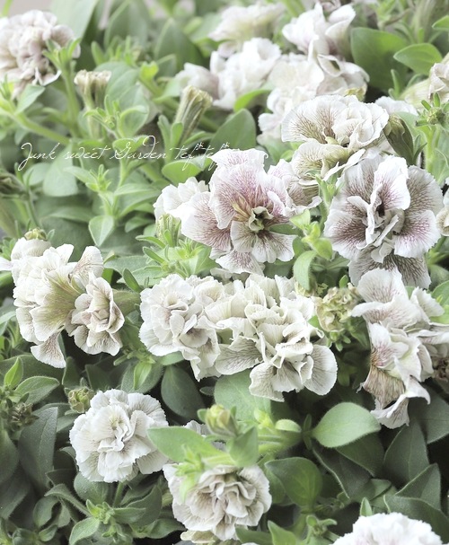 �ڵ����ݥ��ꥸ�ʥ�� ���إڥ���˥� �إ���ȡ���