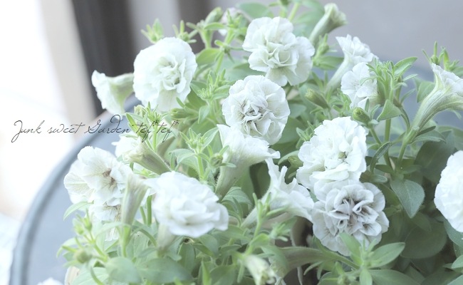 �ڵ����ݥ��ꥸ�ʥ�� ���إڥ���˥� �إ���ȡ���