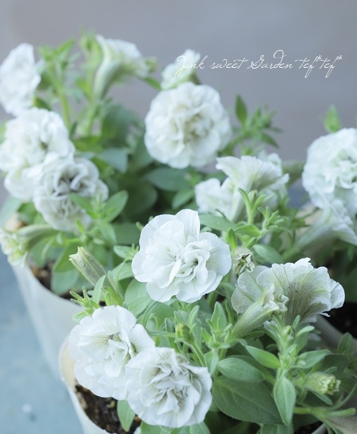 �ڵ����ݥ��ꥸ�ʥ�� ���إڥ���˥� �إ���ȡ���