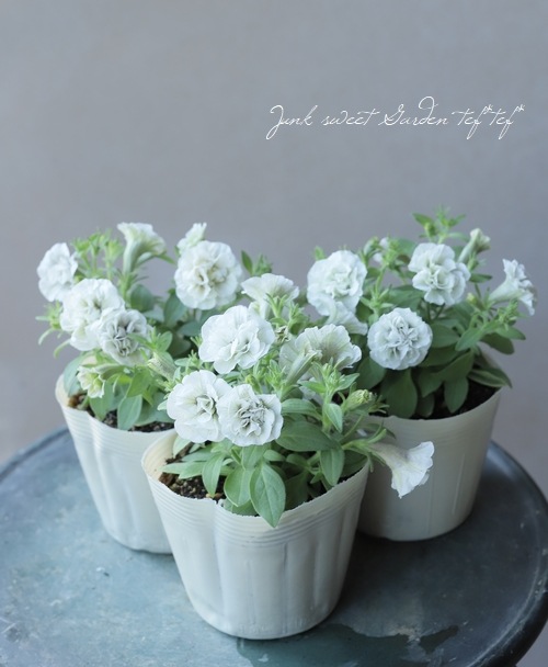 �ڵ����ݥ��ꥸ�ʥ�� ���إڥ���˥� �إ���ȡ���