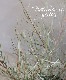 ����ӥ쥢���إ���ɥ���ꥢ�ʡ�
