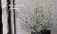 ����ӥ쥢���إ���ɥ���ꥢ�ʡ�