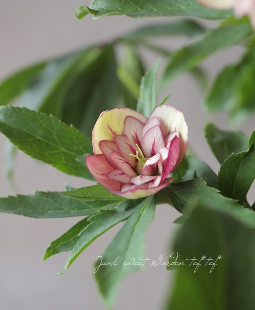 クリスマスローズ 静岡県・杉光園芸 杉山交配 『ダブルイエロー