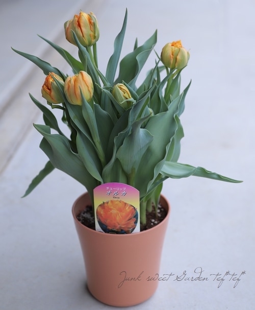 冷蔵チューリップ 大人色！八重咲き 『オルガ』 | すべての商品