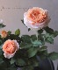 �ߥ˥Х顡�إ٥�ߡ�������ʡ�