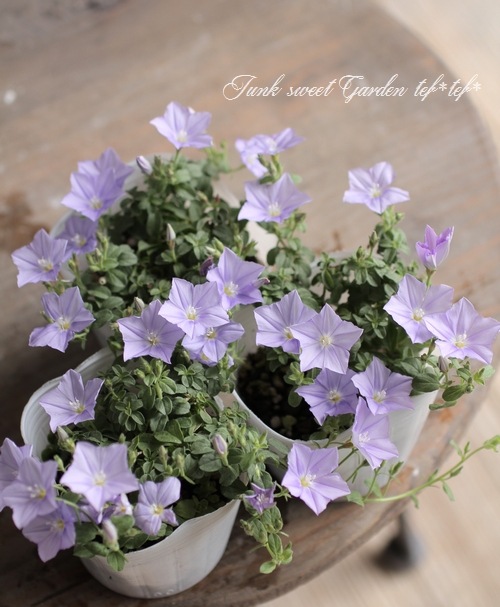 ����ܥ�֥륹 �إ����������š� ���餭�ǿ��ʼ��