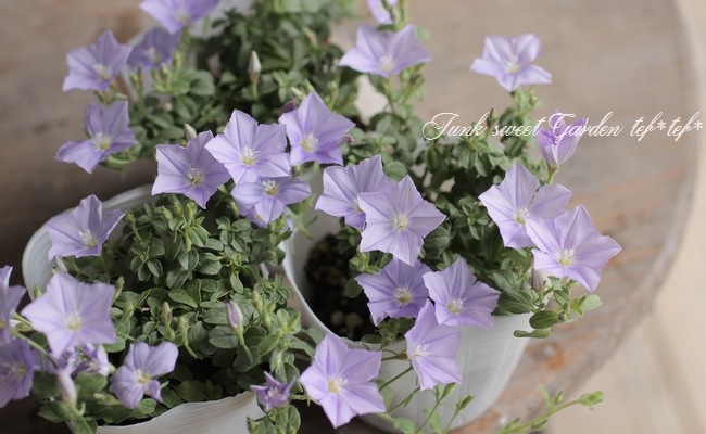 ����ܥ�֥륹 �إ����������š� ���餭�ǿ��ʼ��