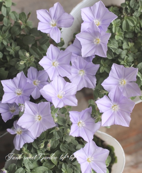 ����ܥ�֥륹 �إ����������š� ���餭�ǿ��ʼ��