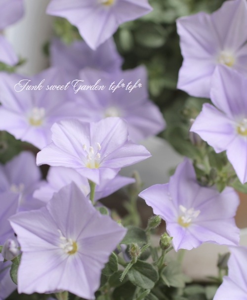 ����ܥ�֥륹 �إ����������š� ���餭�ǿ��ʼ��