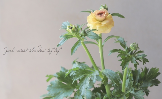 ラナンキュラスラックス　球根　正規品ラベル付き　ベスタリスのみラベル紛失 ラナンキュラスラックス 球根 正規品ラベル付き ベスタリスのみラベル