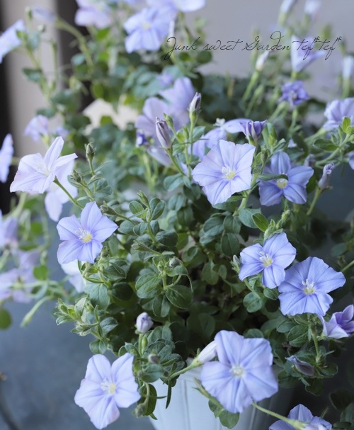 ����ܥ�֥륹 �إ����������š� ���餭�ǿ��ʼ��