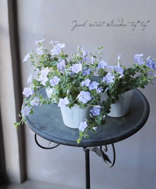 ����ܥ�֥륹 �إ����������š� ���餭�ǿ��ʼ��