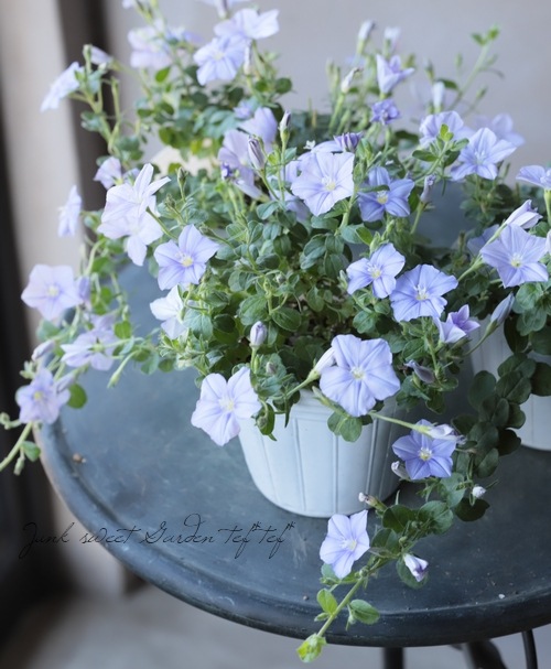 ����ܥ�֥륹 �إ����������š� ���餭�ǿ��ʼ��