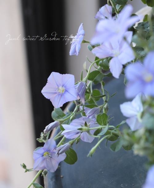 ����ܥ�֥륹 �إ����������š� ���餭�ǿ��ʼ��