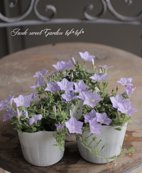 ����ܥ�֥륹 �إ����������š� ���餭�ǿ��ʼ��