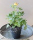 �ڰ���ݤ������ ��ʥ󥭥�饹����å������꡼�� �إ٥����ꥹ��