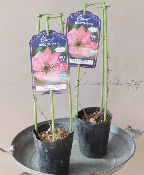 花咲く Z/X -Zillions of enemy X- EXパック第48弾 ゼクスプラッシュ♡サマー