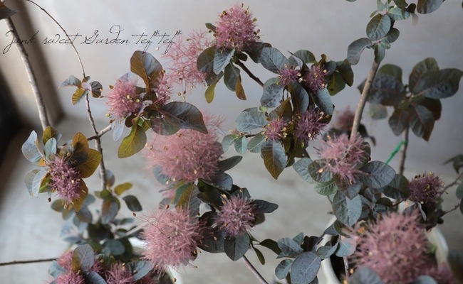 スモークツリー 『希少種』 【32】 | すべての商品 | | Junk sweet