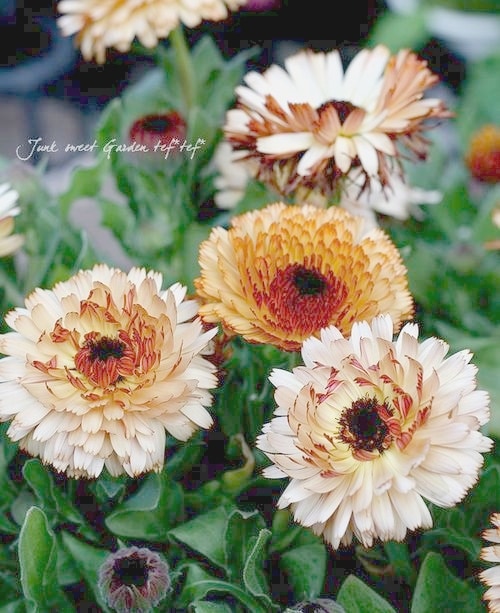 カレンデュラ 『コーヒークリーム』 | すべての商品 | | Junk sweet