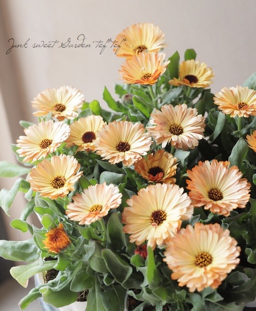 カレンデュラ 『コーヒークリーム』 | すべての商品 | | Junk sweet