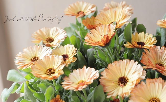 カレンデュラ 『コーヒークリーム』 | すべての商品 | | Junk sweet