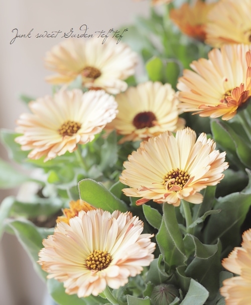 カレンデュラ 『コーヒークリーム』 | すべての商品 | | Junk sweet