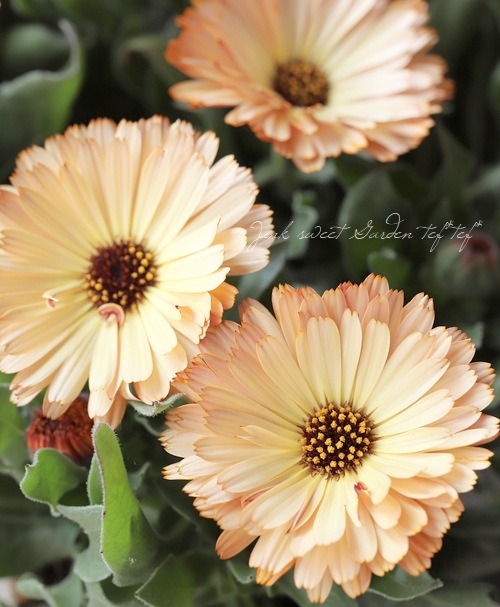 カレンデュラ 『コーヒークリーム』 | すべての商品 | | Junk sweet