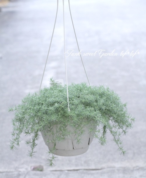 ふわふわロータス コットンキャンディ すべての商品 Junk Sweet Garden Tef Tef