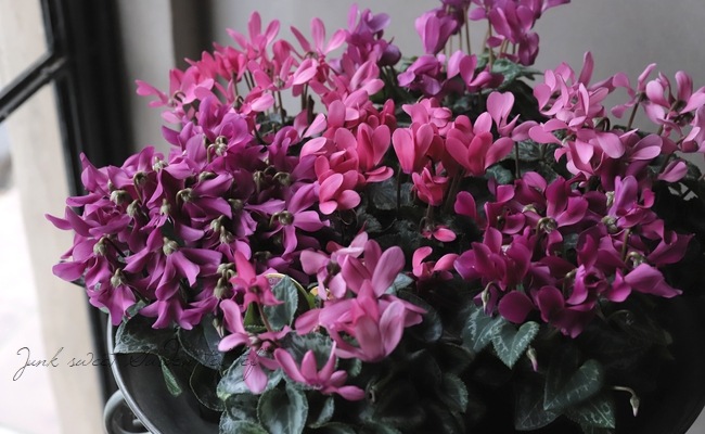 11_000000020407.jpg?1701754697